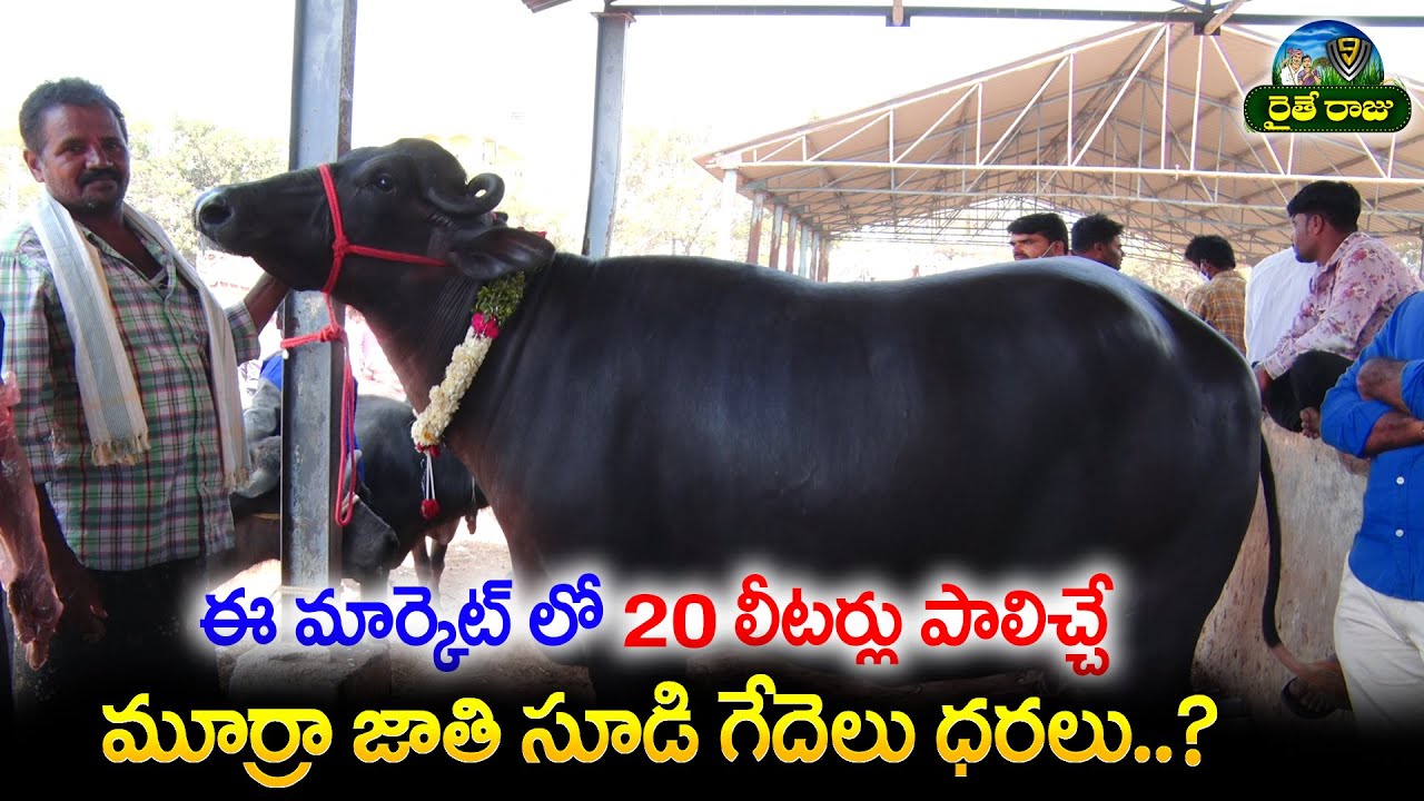 సూడి గేదల ధరలు |Erragadda Buffalo Market | High Milk, Murrah Calfs Buffalo's For Sale | V9RaitheRaju