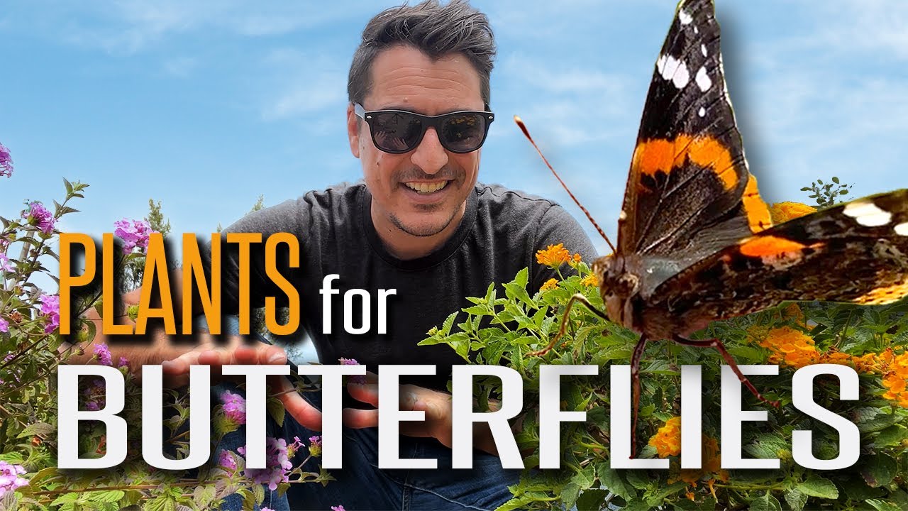 Make Butterflies Swarm to Your Garden with these Plants! Plus Attract other Beneficial Wildlife!