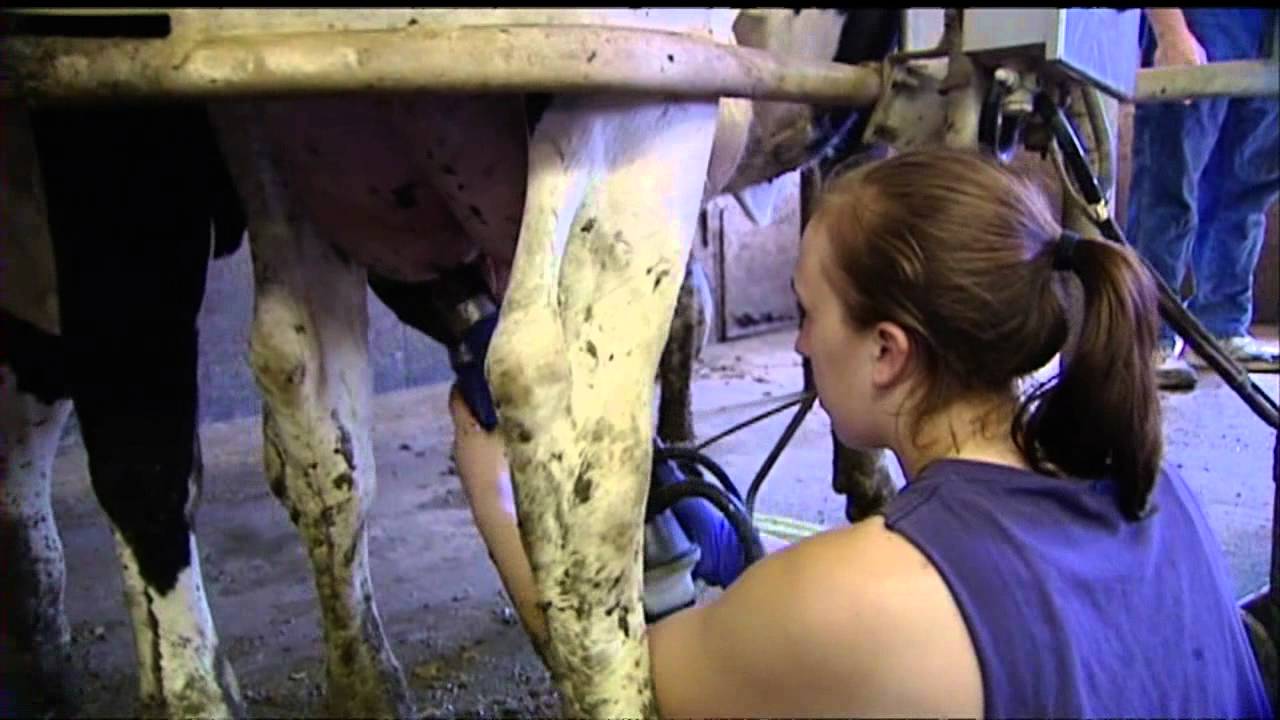 Dairy Industry Divided Over 'Safety Net' Changes