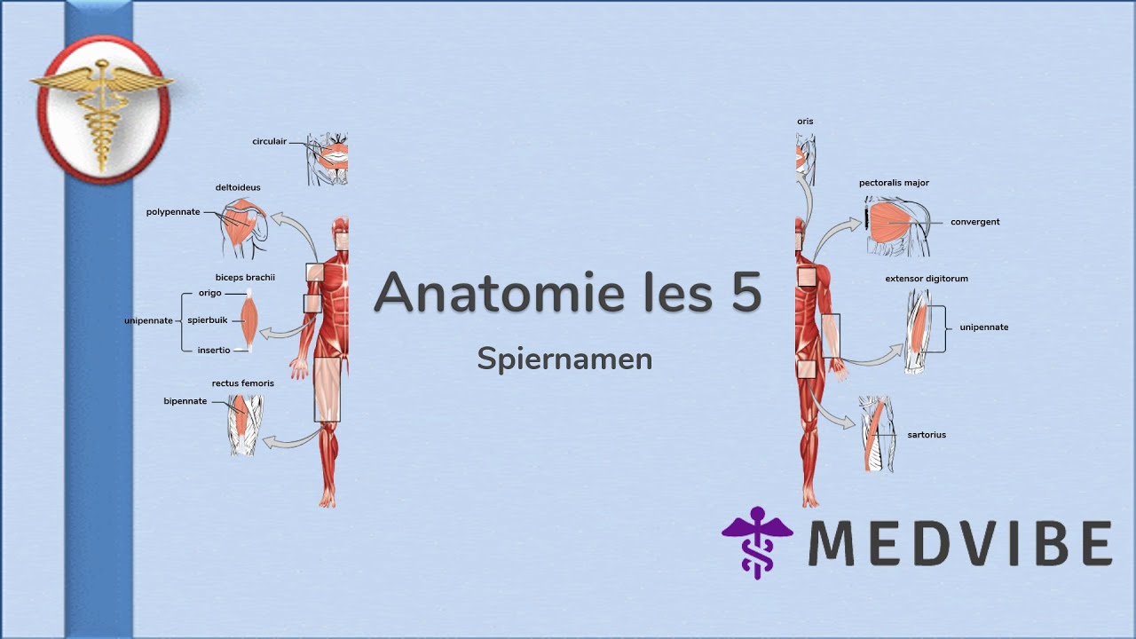 Anatomie les 5 deel 3: Spiernamen
