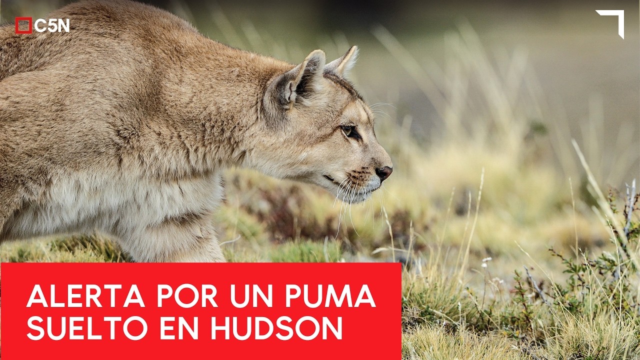 ALERTA por un PUMA SUELTO en HUDSON