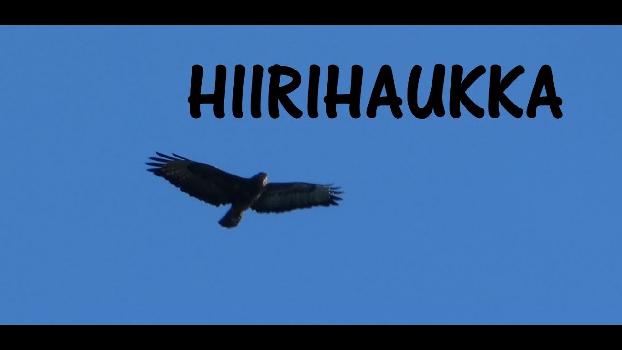 Hiirihaukka