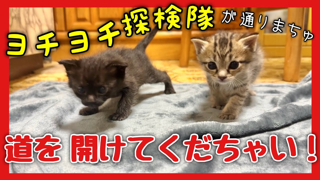 どうか生きてくれ！母猫に捨てられた姉弟猫⑧【子猫保護】 #猫 #cat #保護猫活動 #保護猫 #子猫 #catrescue #rescuecat #子猫保護 #コムドット