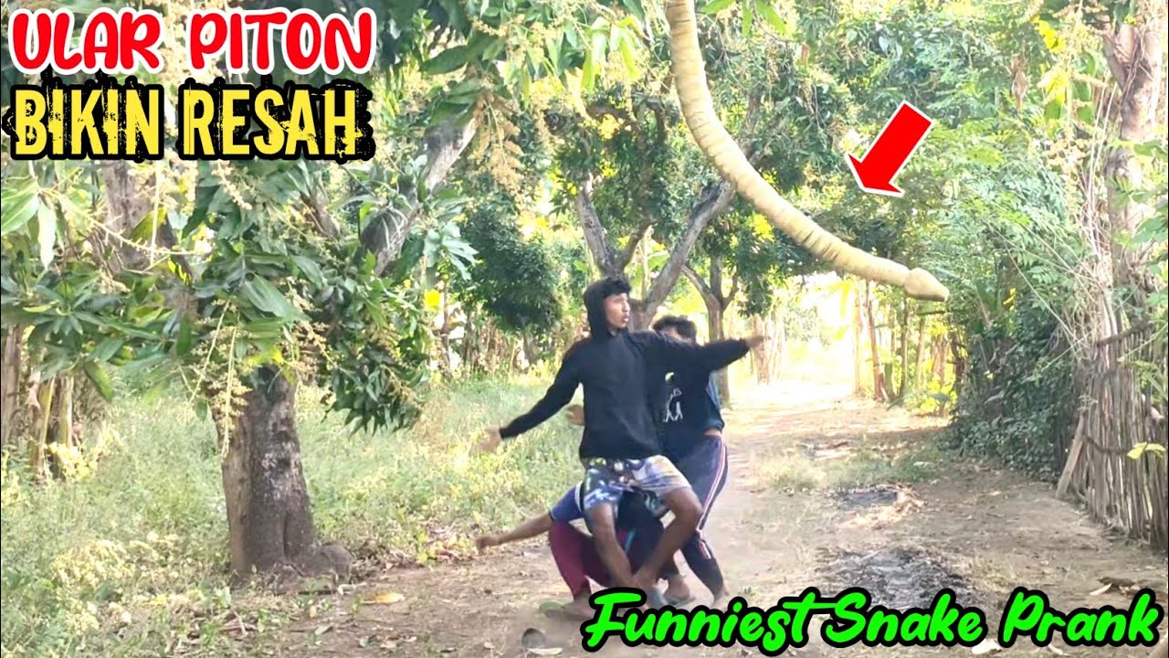 Prank Ular Piton Paling Meresahkan || Asli Lucu Bikin Ngakak 🤣🤣 || Funniest Snake Prank