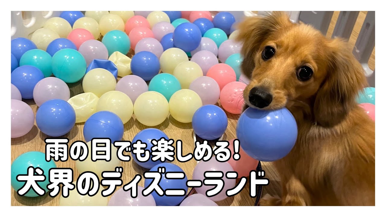 犬と旅行🚗日本最大級のドギーズアイランドに行ってみた-前編-【カニンヘンダックスフンド】