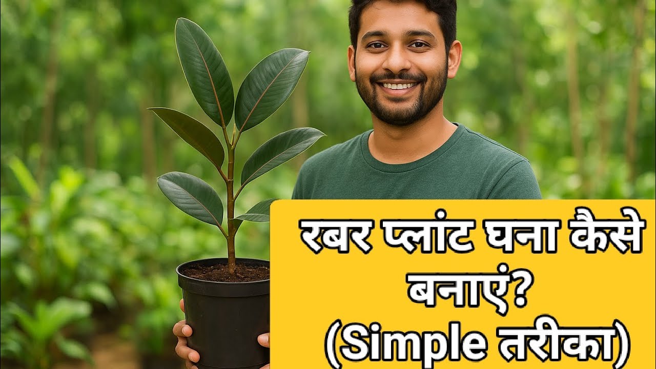 बस इतना काटो..और देखो कमाल! Rubber Plant Dense Banane Ka Secret Trick” 