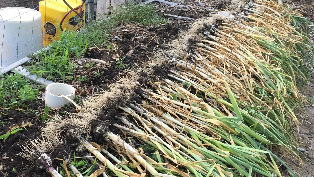 Harvesting Garlic and Onion at My Urban Homestead in the Midwest Organic Garden