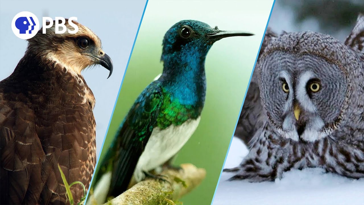 Our Greatest Bird Moments of All Time