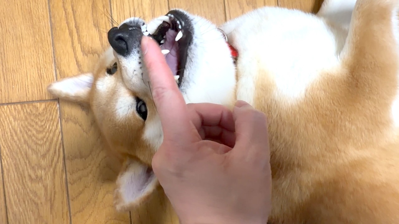 柴犬ジョンちゃんのなでられ時