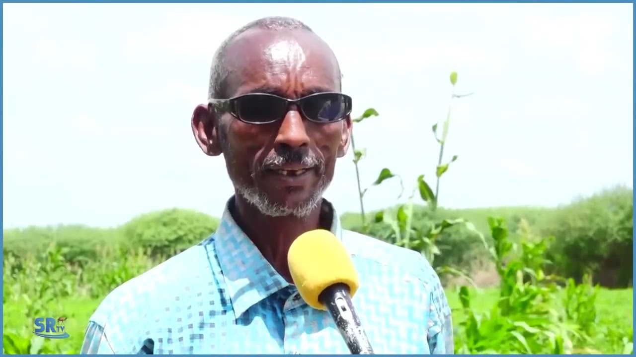Axmed Sheekh Maxamuud oo kamid ah beeralayda kunool  magaalada Danood ee gobolka Doollo ayaa sheegay