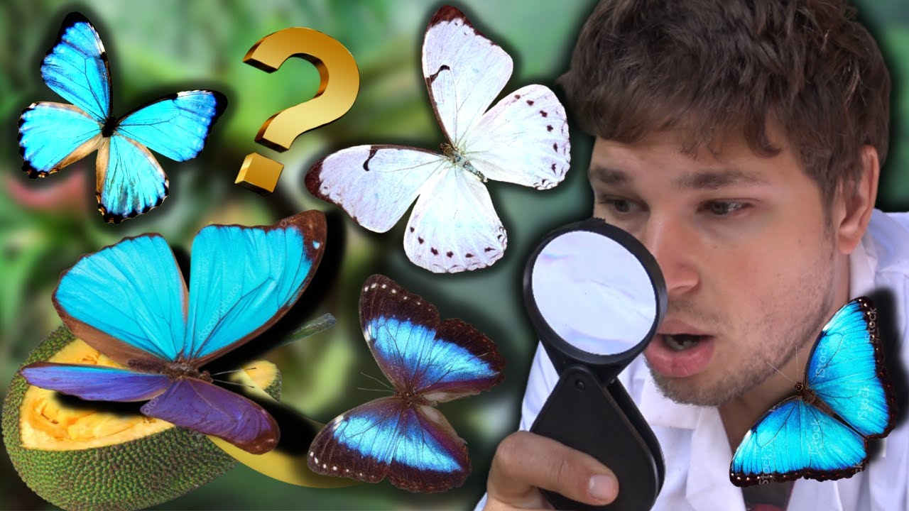 What I learned about Morpho butterflies in Brazil! [REGUA Series]