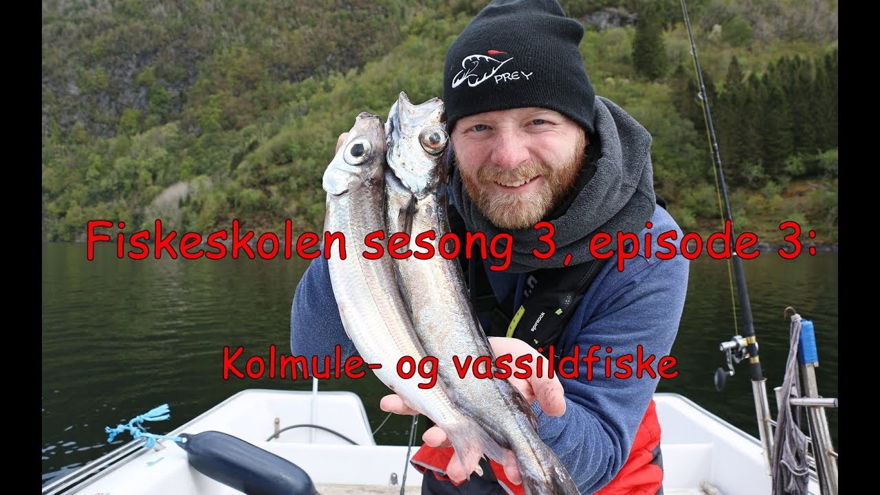 Fiskeskolen sesong 3, episode 3: Kolmule- og vassildfiske