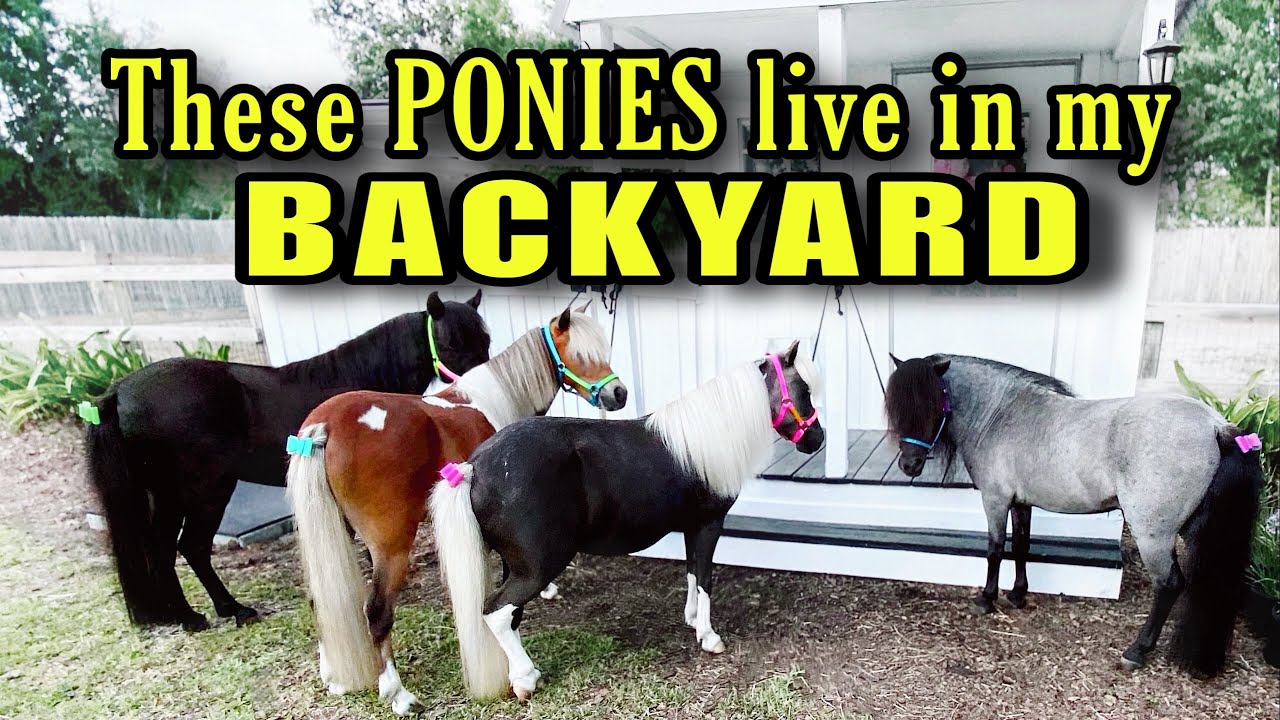 Mini Farm in my Backyard? Miniature Horses and Ponies