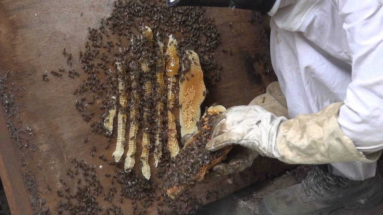récupération d'un essaim d'abeilles