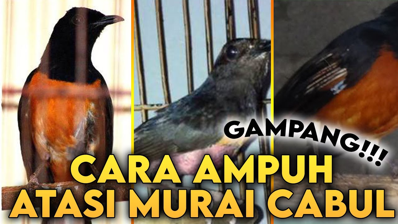 PENYEBAB MURAI CABUT BULU & CARA MENYEMBUHKAN