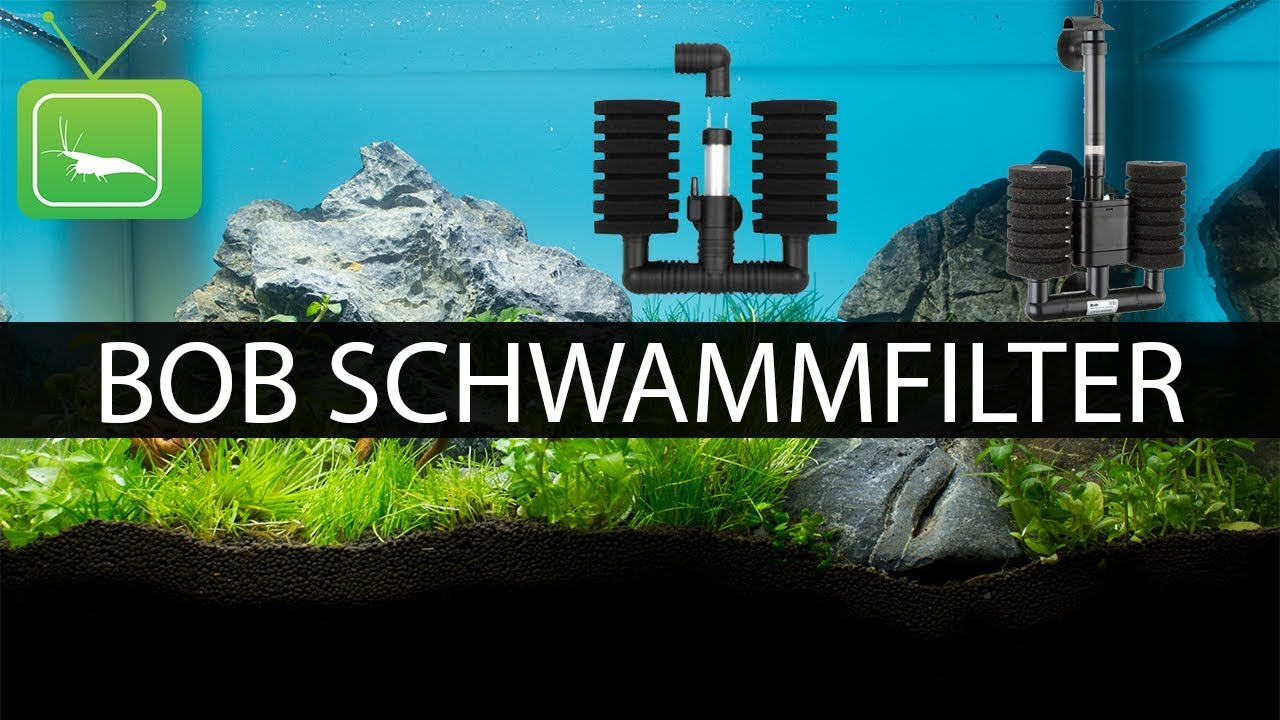 BOB SCHWAMMFILTER VS. LUFTHEBEFILTER | Welcher Filter ist der beste? | GarnelenTv