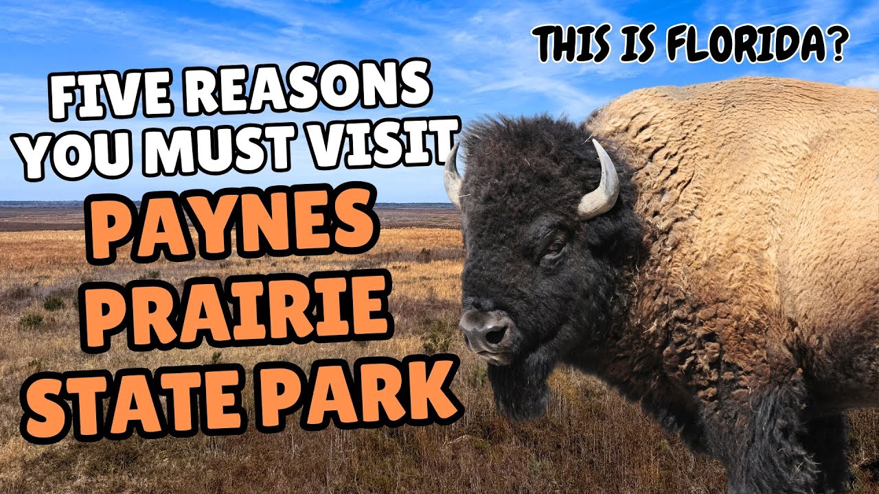 Five Reasons you MUST visit Payne's Prairie Preserve State Park (Gainesville, Florida)