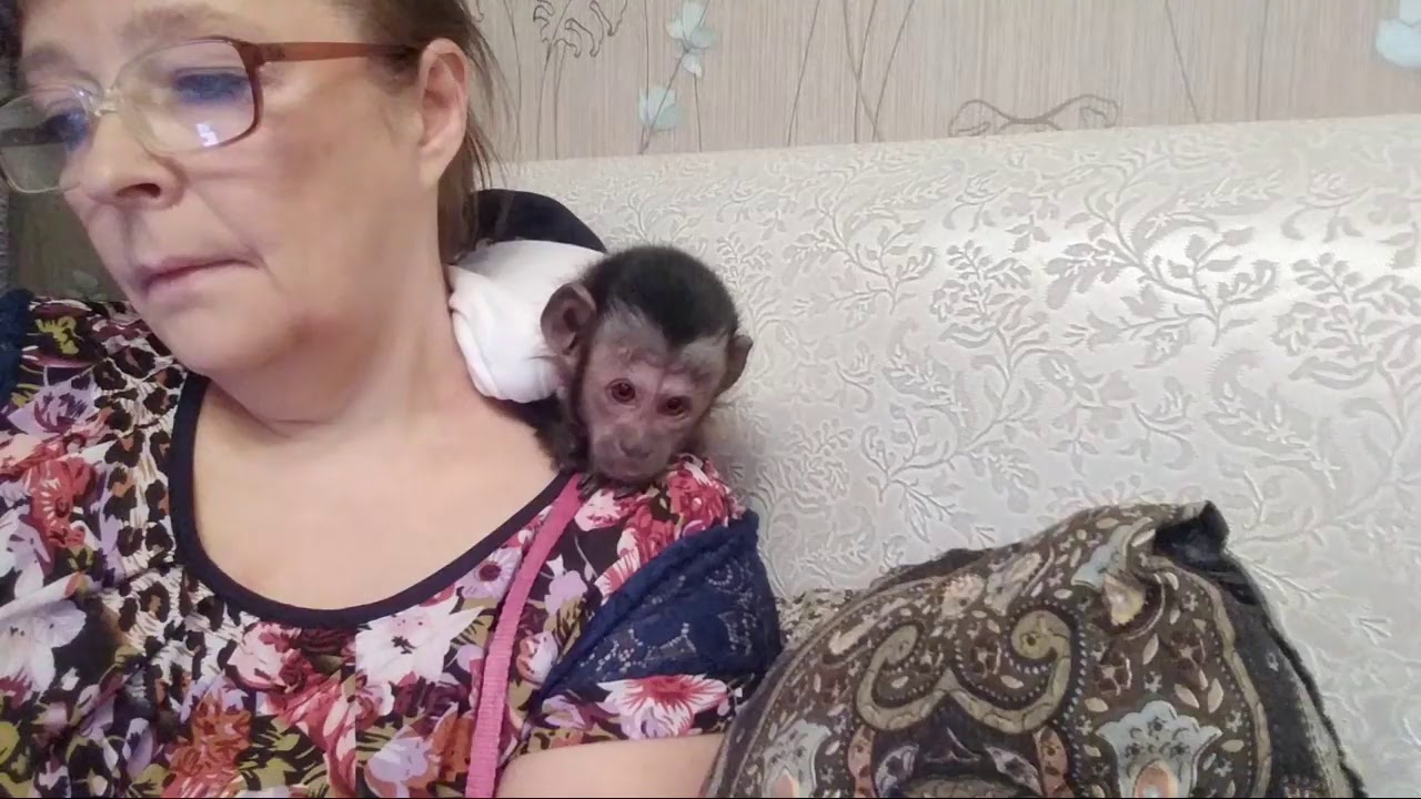 Обезьянки Федя и Ульяна и Другие Звери