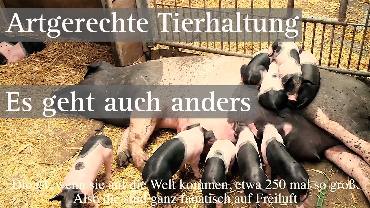 Artgerechte Tierhaltung bei der B&auml;uerlichen Erzeugergemeinschaft Schw&auml;bisch Hall