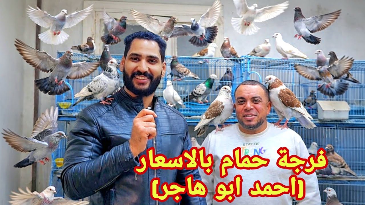 فرجة حمام بالاسعار👌عند الغاوي احمد ابو هاجر😍