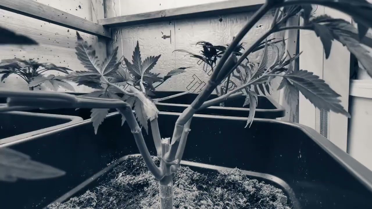 High Stress Training
