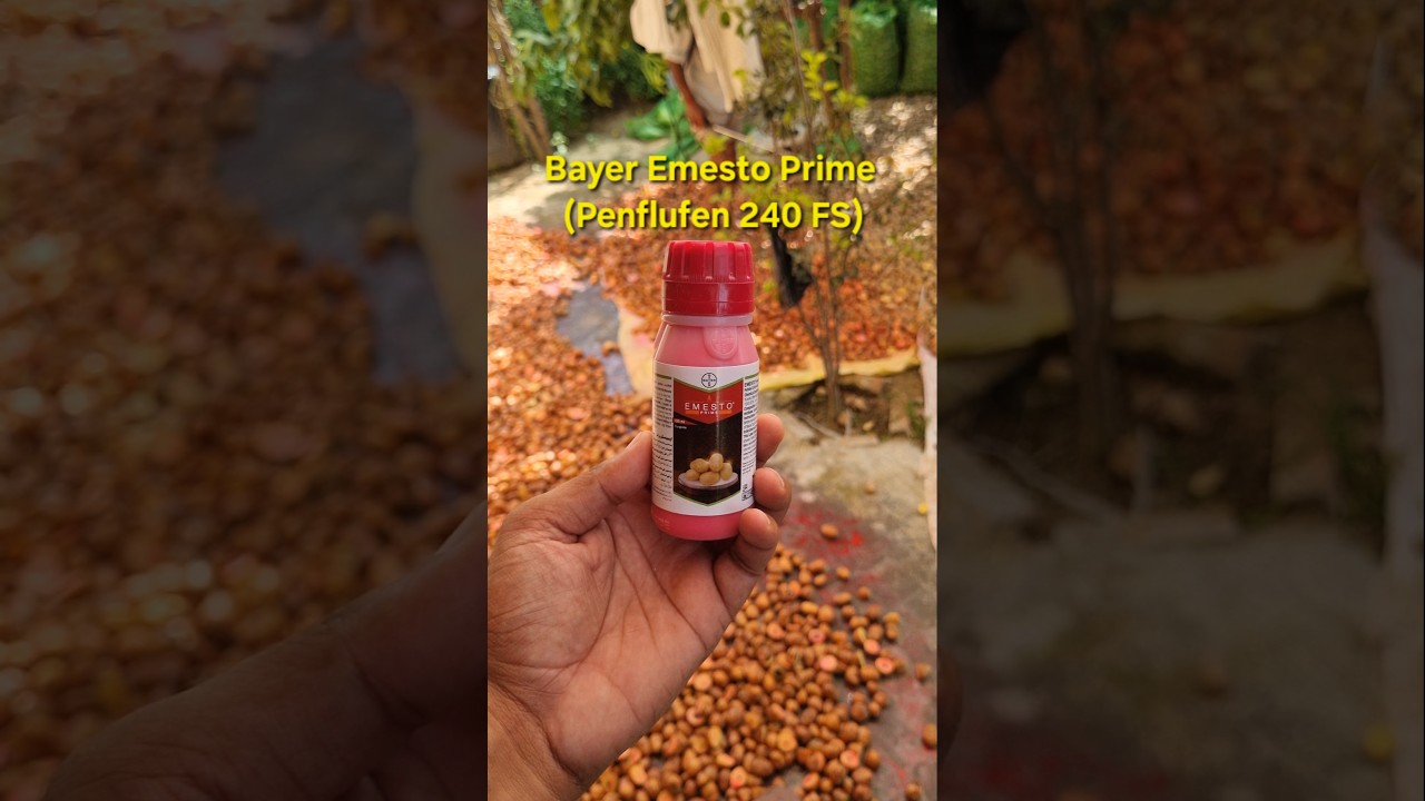 Bayer Emesto Prime #bayer #sygenta #potato #fungicide #fungicides #potatofarming #आलू #आलू_की_खेती