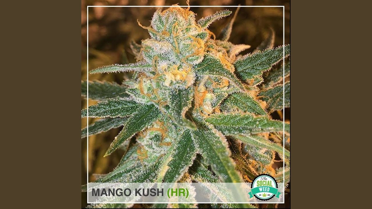 Mango Lova