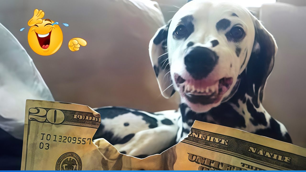 The Funniest Pet Videos Compilation 😹🐶  Funny Animals That Will Make You Laugh Until You Die 🐾