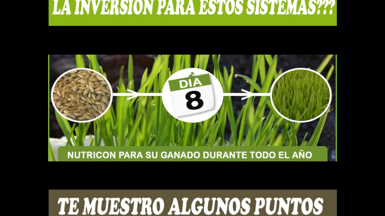FVH, Forraje Verde Hidroponico realmente funciona???