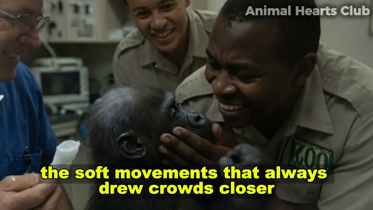 Gorilla Mom Wouldn’t Let Anyone Near Her Baby, Then the Reason Was Revealed | animal stories