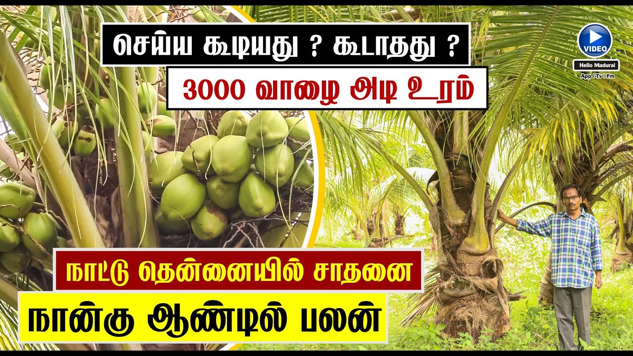 நாட்டு தென்னையில் சாதனை | நான்கு ஆண்டில் நல்ல பலன் | coconut Tree | Hello Madurai | App | Tv | Fm |