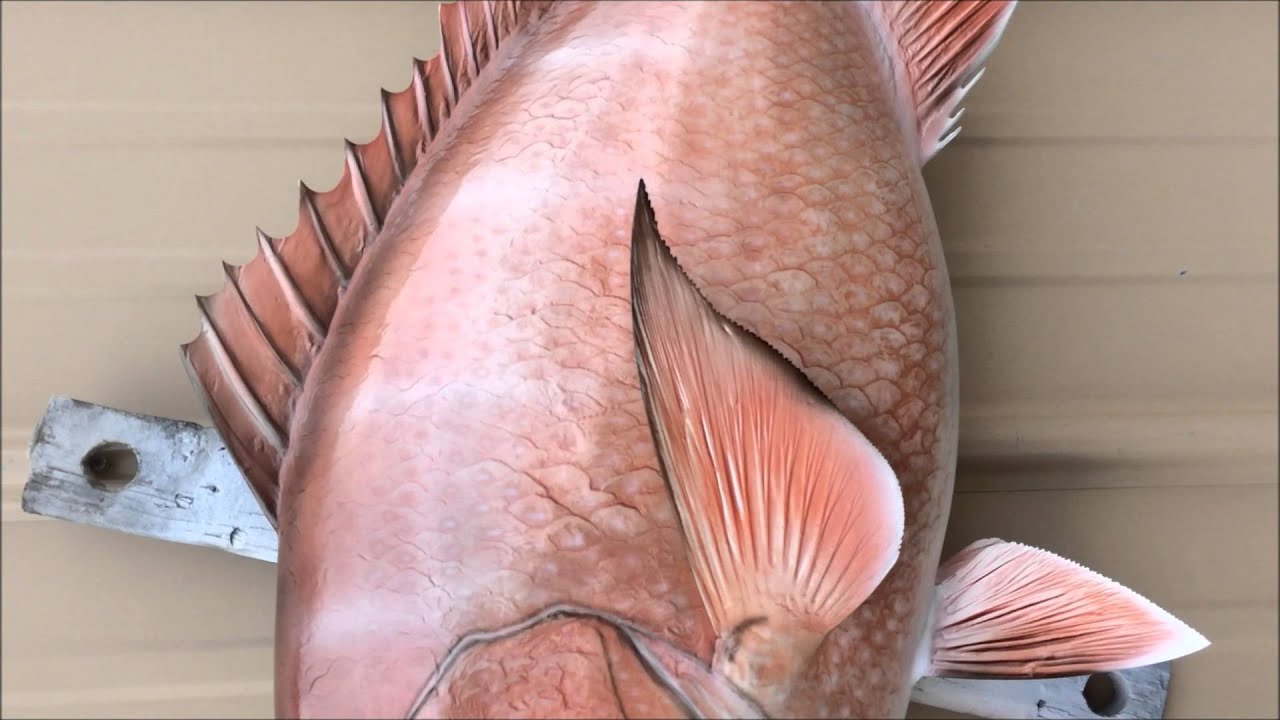 Red Snapper Fish Mount Replica by Coast to Coast Fish Mounts