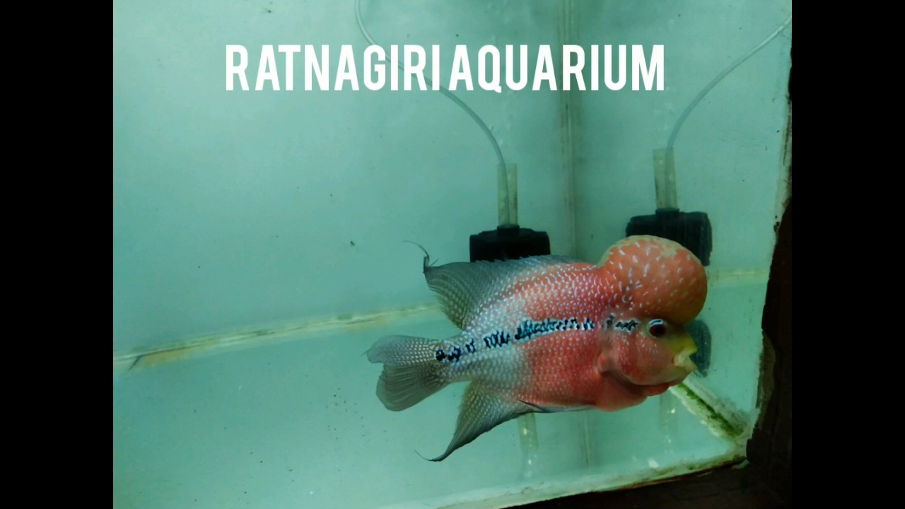 Ratnagiri Aquarium | Fish Aquarium | Best picnic spot | konkan