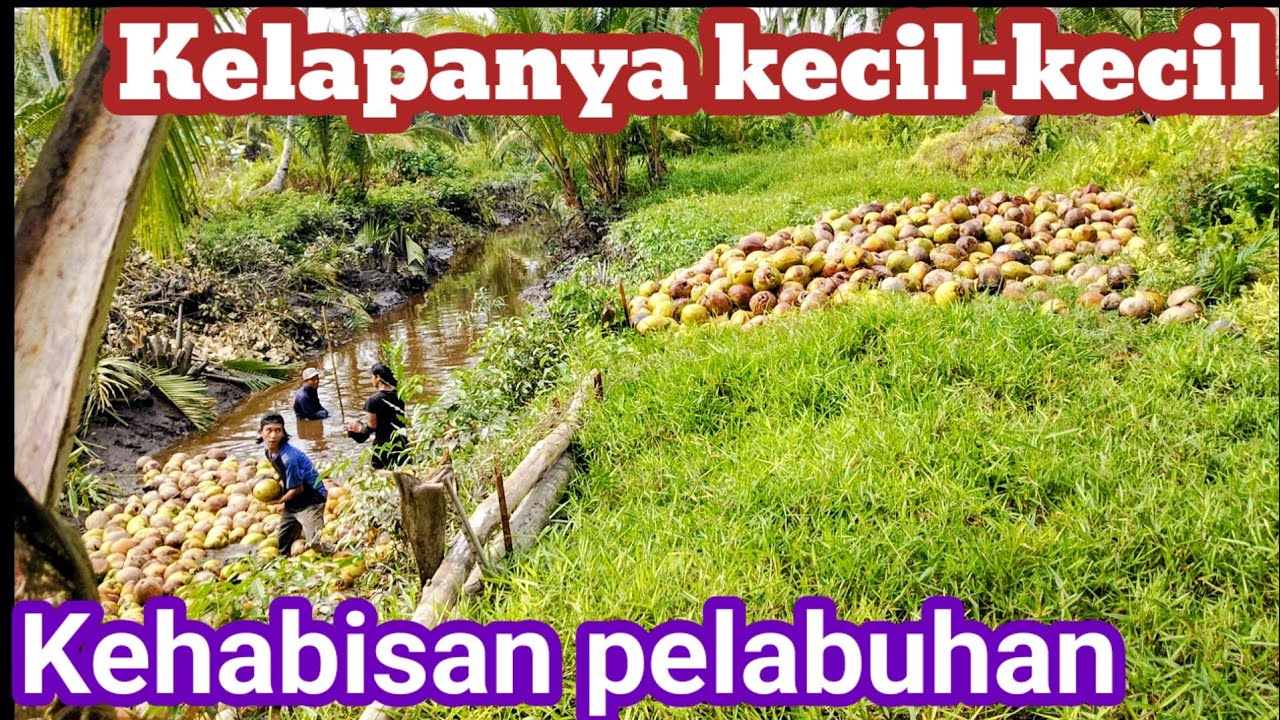 FULL naikan kelapa_pelabuhan ini terlalu tinggi jarang sekali digunakan para pekerja kelapa.