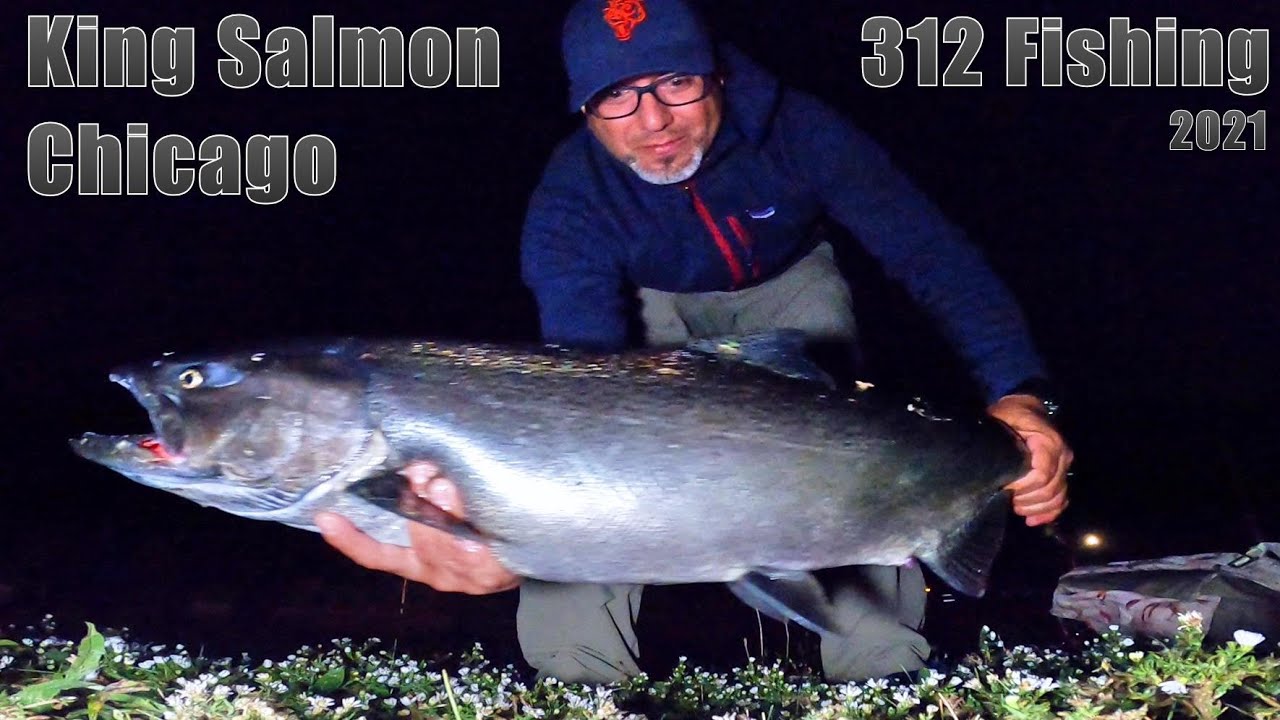 Big Chicago King Salmon, Diversey Harbor& bonus Large Catfish! 9/28/2021