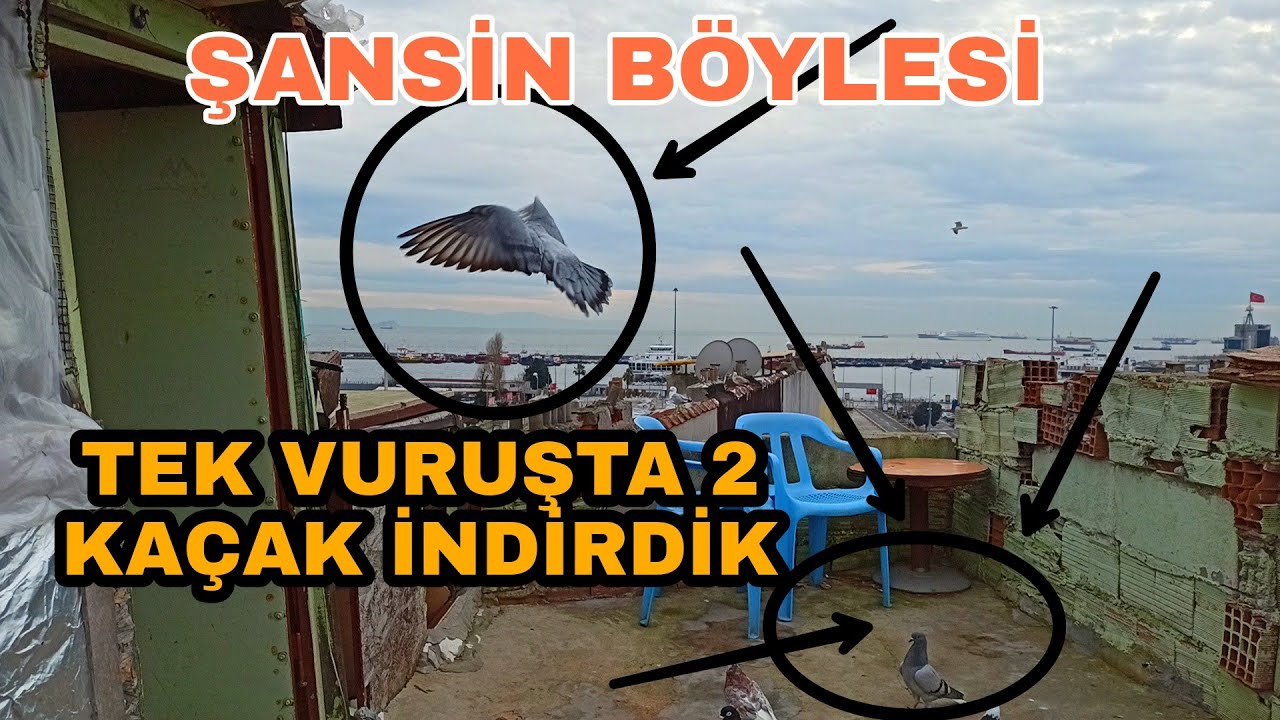 TEK VURUŞTA 2 TANESİ KAÇAK BİRDEN İNDİRDİK