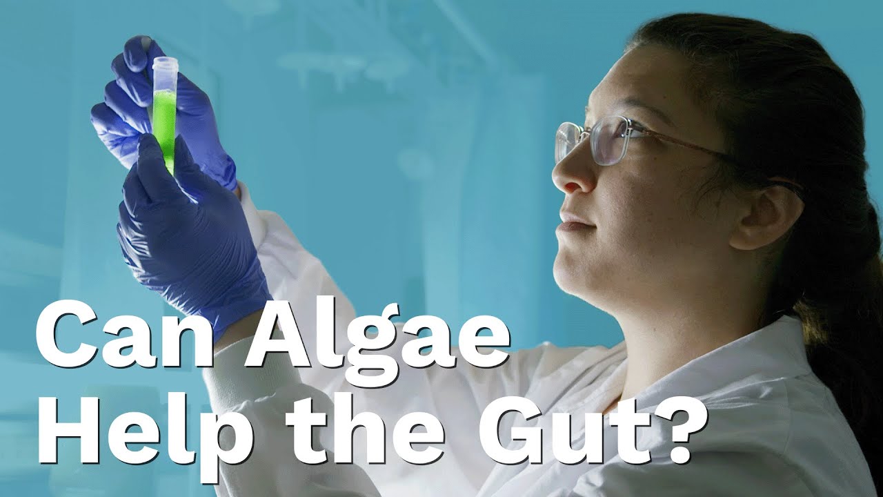 Fighting Crohn’s With Algae