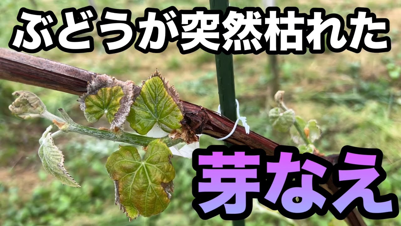 ぶどうの「芽なえ」〜シャインマスカットを襲う原因不明の病を考察〜2024-04-27