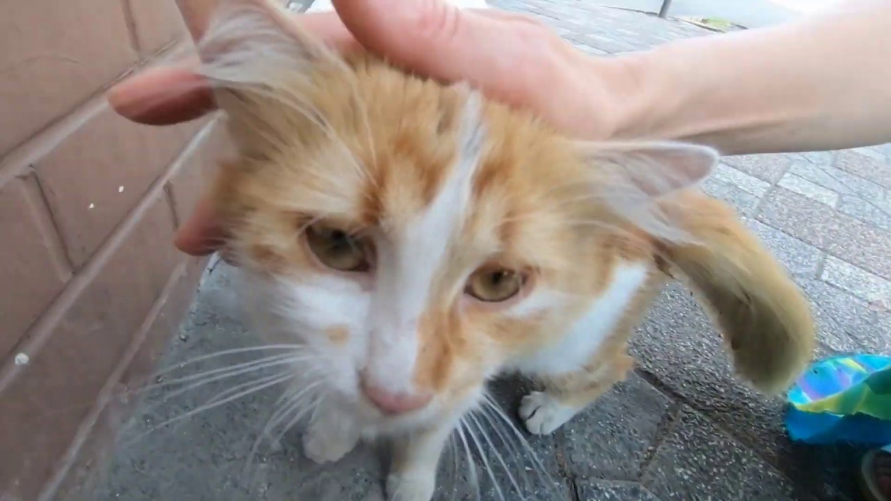 Ginger cat living in front of shop, she wants food and love