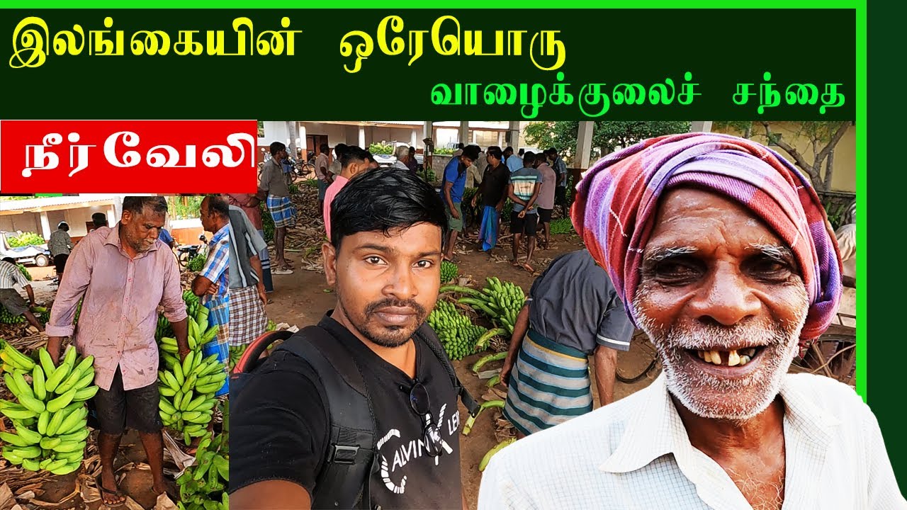 நீர்வேலி வாழைக்குலைச்சந்தை #traditional #jaffna #trending #பாரம்பரியம் #travel #valvaisulax