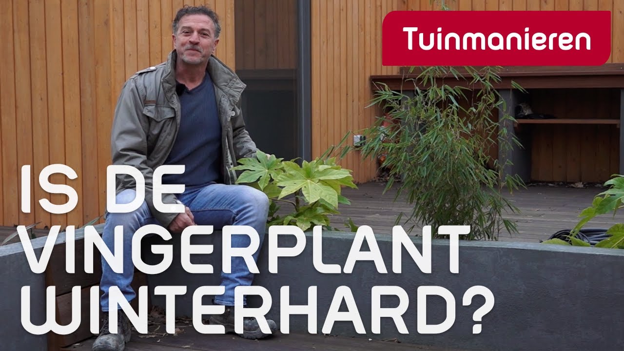 De vingerplant als winterharde heester in je tuin? | Plantenkennis | Tuinmanieren