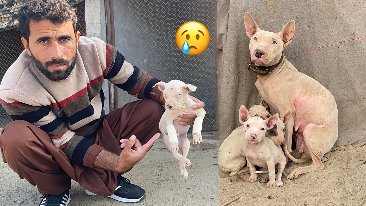 Gabar Bachry ki Legs injury Ho gi 😭 Kohati Gultair Puppies 🐶 Pets Lover in Punjab 