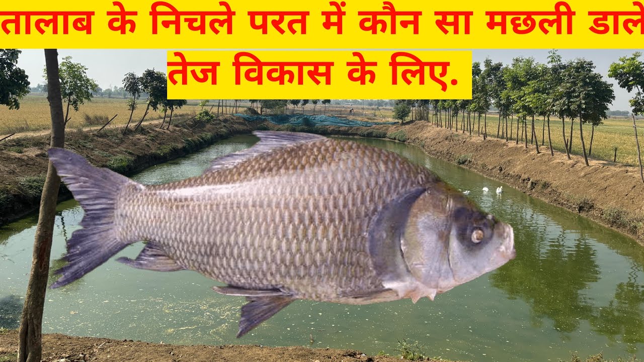 तालाब के निचली लेयर में सबसे तेज बढ़वार || ग्रोथ किस मछली का है || Fish farming ||