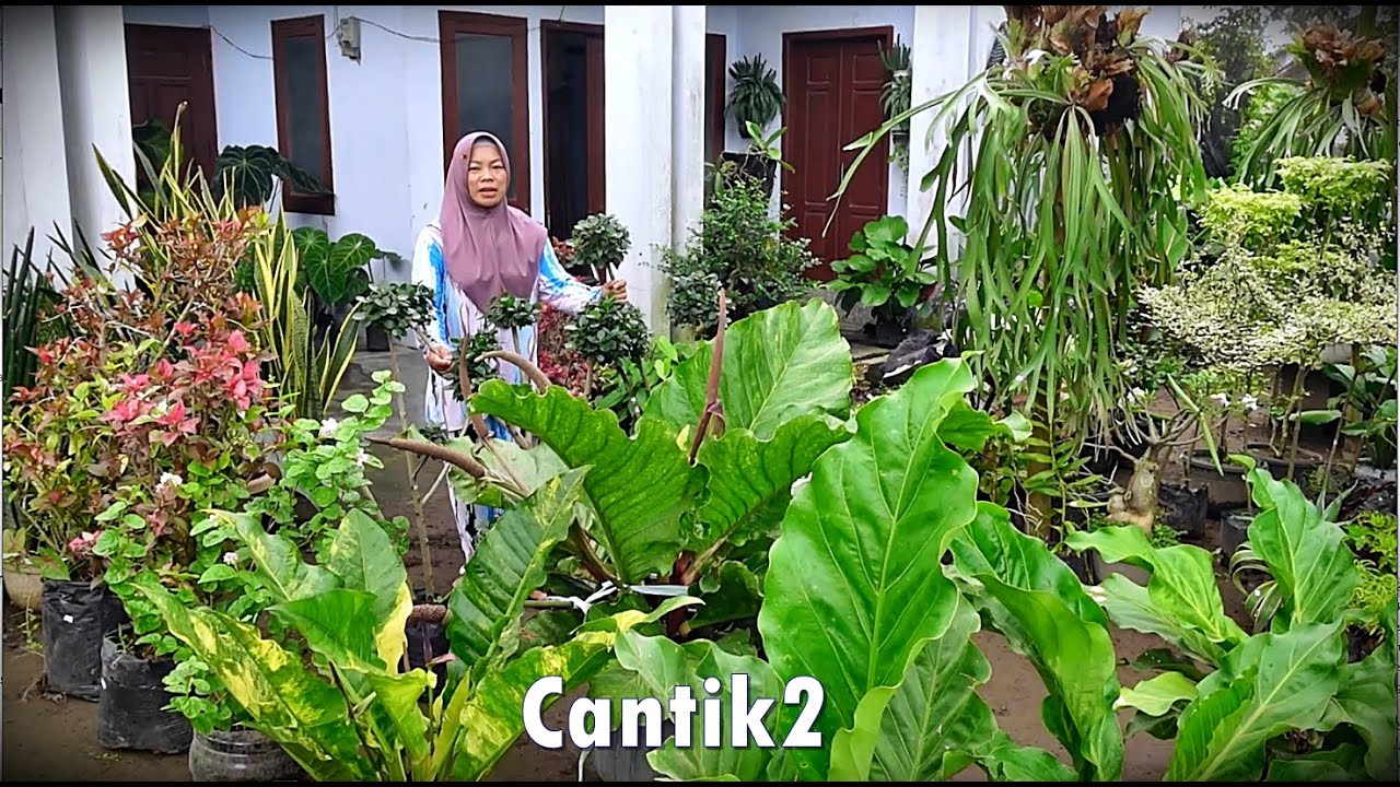 Info Harga Tanhis Baru Seger2 Cantik2 Josh2