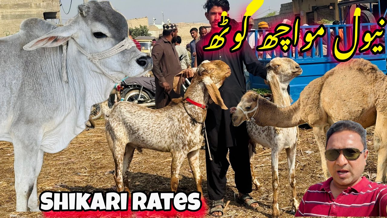 Naval Moach goth mandi | نیول مواچھ گوٹھ منڈی تازہ صورتحال| Latest rates update ramzan special |