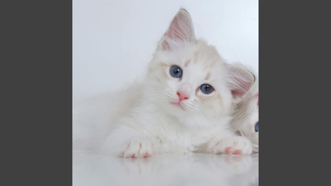 Lancelot chat ragdoll (Edit)