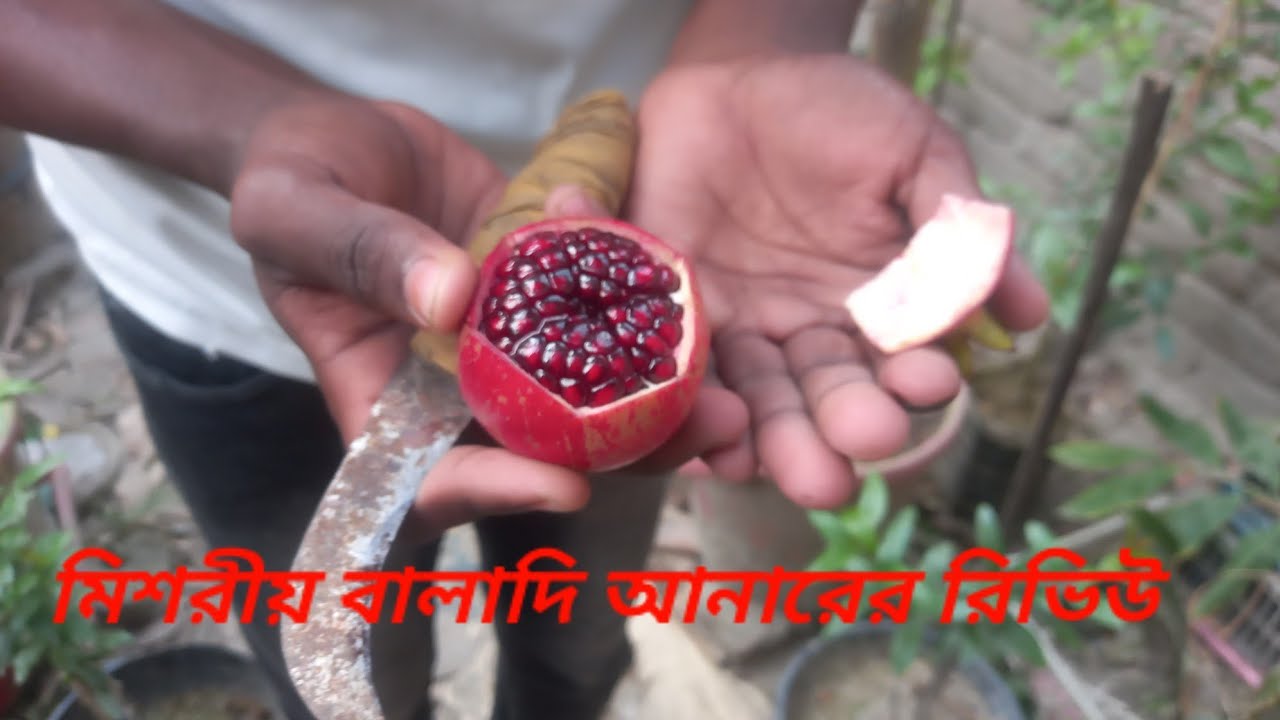মিশরীয় বালাদি আনারের রিভিউ। নিজ মাতৃগাছের ফল।