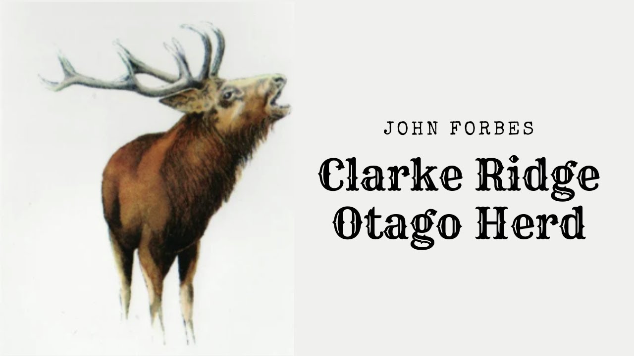 The Otago Herd John Forbes; Clarke Ridge, Clarke Valley, South Westland 1927