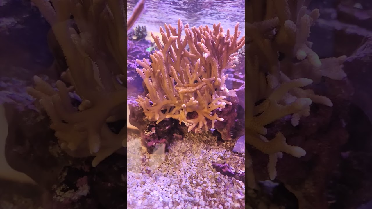 Red Digitata is a great beginner hard coral
