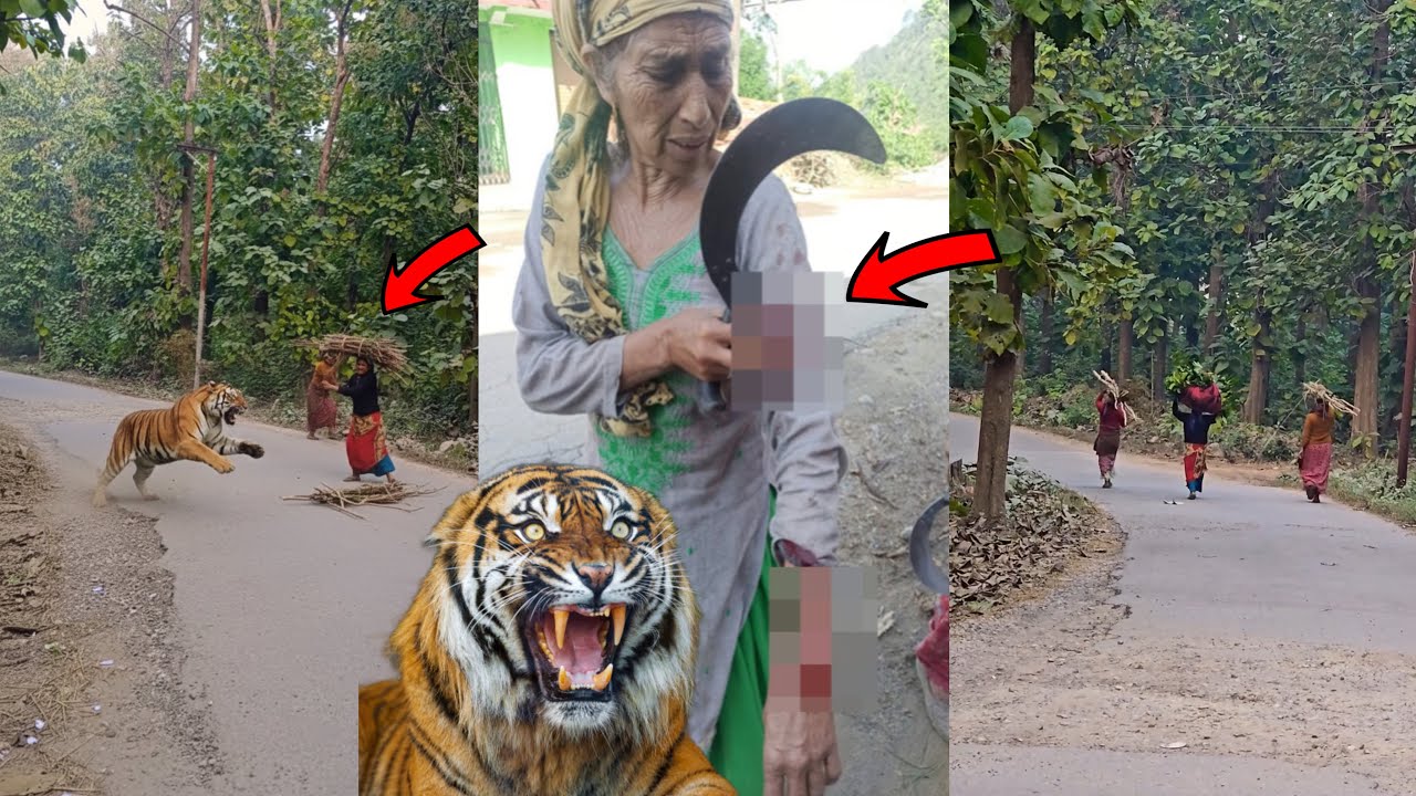 Alert🚨 Tiger attacks woman who went to cut wood😭 Tiger Attack Women Tiger attack girl in forest w...